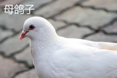 鸽子怎么分公母,常用这4种方法