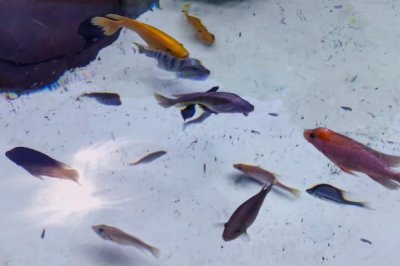 热带观赏鱼的适宜水温，一般可保持在20-32℃