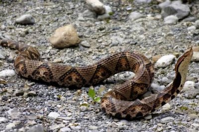 五步蛇毒性有多大,毒性大于眼镜蛇