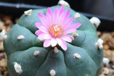 乌羽玉如何浇水,除生长期外都要控制浇水