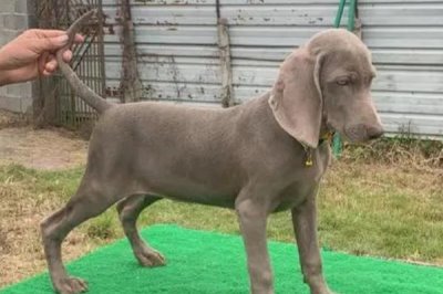 魏玛猎犬怎么养，首先要训练