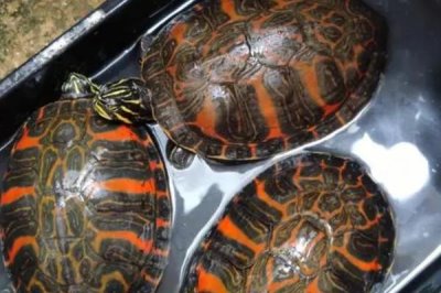 火焰龟养几年才可以生蛋,由自身体质和饲养环境决定