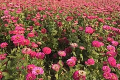 百日菊的养殖方法,整个生育期保持充足的光照