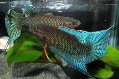 中国斗鱼冬天会冻死吗,冬天不容易轻易冻死