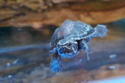 麝香龟要加温吗,养殖麝香龟要在冬季加温