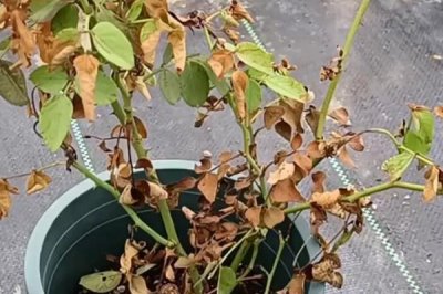 烧根如何补救,需适当增加灌水量与灌水次数