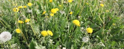 蒲公英的种植技术,选择肥沃疏松的土壤种植