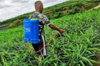 生姜的常见病害与防治方法,常见的有软腐病、腐烂病等