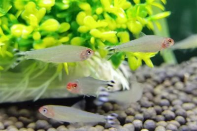 红鼻剪刀鱼好不好养,是一种比较好样的鱼