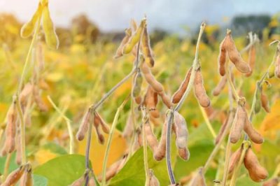 合农123大豆种子特征特性,该品种亚有限结荚习性