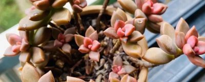 哪些多肉植物比较容易养,可选择姬胧月、虹之玉、冬美人等品种