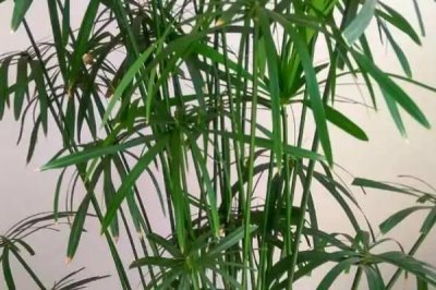 台湾竹的养殖注意事项，冬季休眠期做好控肥控水工作