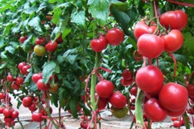番茄的种植方法,苗期不可追肥