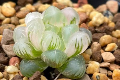 姬玉露闷养的方式，要防止阳光直接照射和浇水