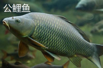 鲤鱼如何分公母,推荐四个简单又实用的技巧