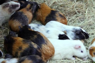 豚鼠的饲养常识,尽量饲养多只豚鼠