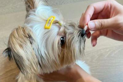 狗狗体内外驱虫方法,可以使用滴剂或者喷剂