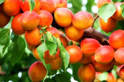 杏的价格,通常在6-7月份成熟