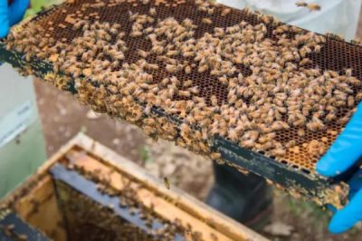 盗蜂的处理方法,需及时处理