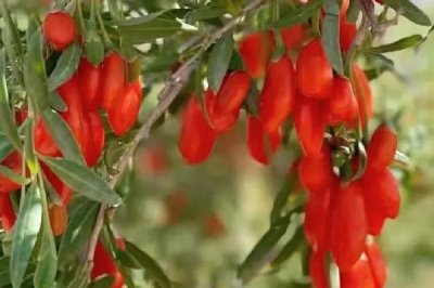 枸杞主产于哪些省份,宁夏、内蒙古、甘肃、河北等省份是主产地