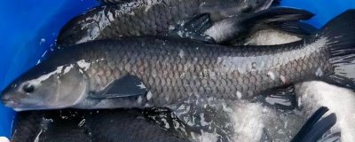 为什么青鱼比草鱼贵,青鱼养殖周期长且数量少