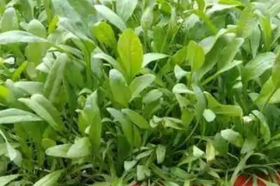 菠菜的种植时间,春菠菜在3月播种