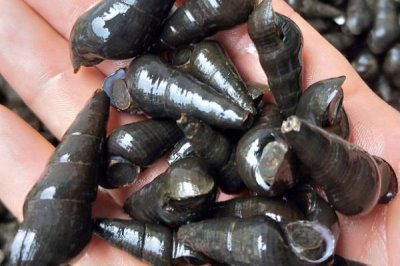 好吃的淡水螺有哪些品种，包括田螺、石螺、青蛳等种类