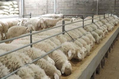 育肥羊如何养殖,饲喂方式要根据自身的养殖模式而定