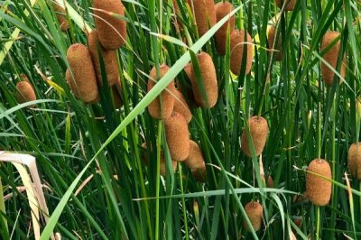 蒲黄的种植方法，以分株繁殖为主