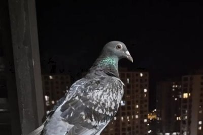 鸽子晚上能看见东西吗,晚上只能看到近距离的东西
