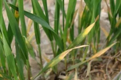 发生土传病害的原因，多年连作、大量使用化肥和农药均会引发病害