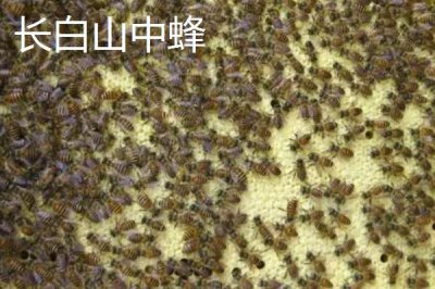 中蜂的品种,群势大小不一