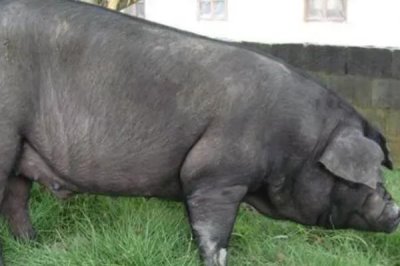 中国本土猪是什么颜色,是黑色短毛猪