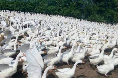 鹅不能吃什么植物,不能吃臭椿叶、灰灰菜、楝树叶等