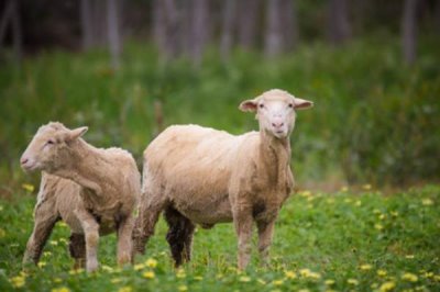 羊一年可以繁殖多少次，一年最多可以繁殖2次