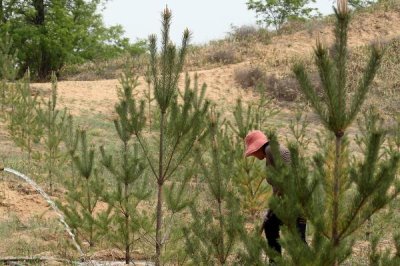 沙漠种树的注意事项,要选择合适的树种
