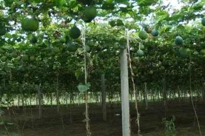 什么除草剂可以打死瓜蒌,通常用草甘膦