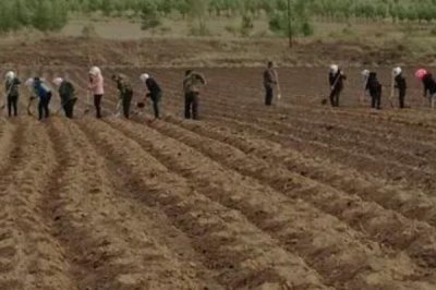 怎么种植杨梅,苗木成活后要剪除主干的顶梢