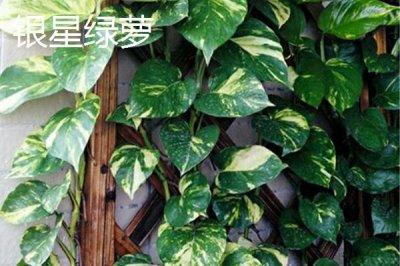 绿萝的品种,包括银星绿萝、霓虹绿萝、斑叶绿萝等种类