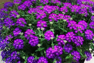 白色花卉品种，包括水仙花、栀子花、茉莉花等种类