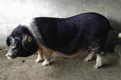 宁乡猪简介，原产地为湖南省宁乡县流沙河、草冲一带