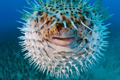 河豚的价格,一般在35-80元一斤