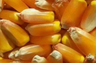 选购玉米种的方法,可以购买通过审定、抗病或耐病、适应性广的种子