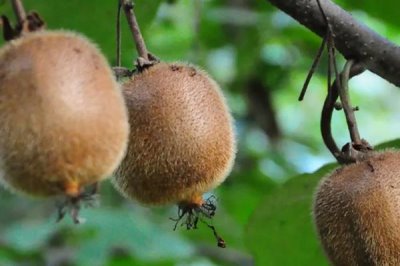 小猕猴桃的产地，我国各地均有分布