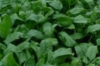 菠菜的种植时间,春菠菜在3月播种