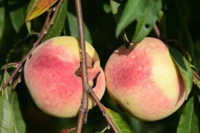 东丰冬桃的产地,分布于安徽、云南、贵州、四川等地