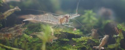 中华小长臂虾好不好养，饲养非常简单