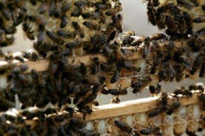 有王台能否介蜂王进去,仍能介新蜂王