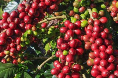 云南省盛产咖啡的原因,具有土壤肥沃、日照充足、雨量丰富等有利条件
