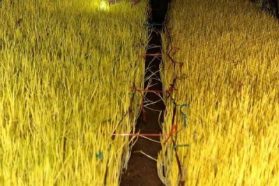 蒜黄的种植方法,播种后要覆盖细沙、再拍实压平